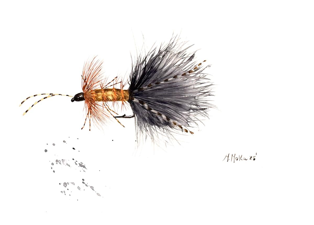 Orange and Black Fly Watercolor, acuarela de Moni Moka